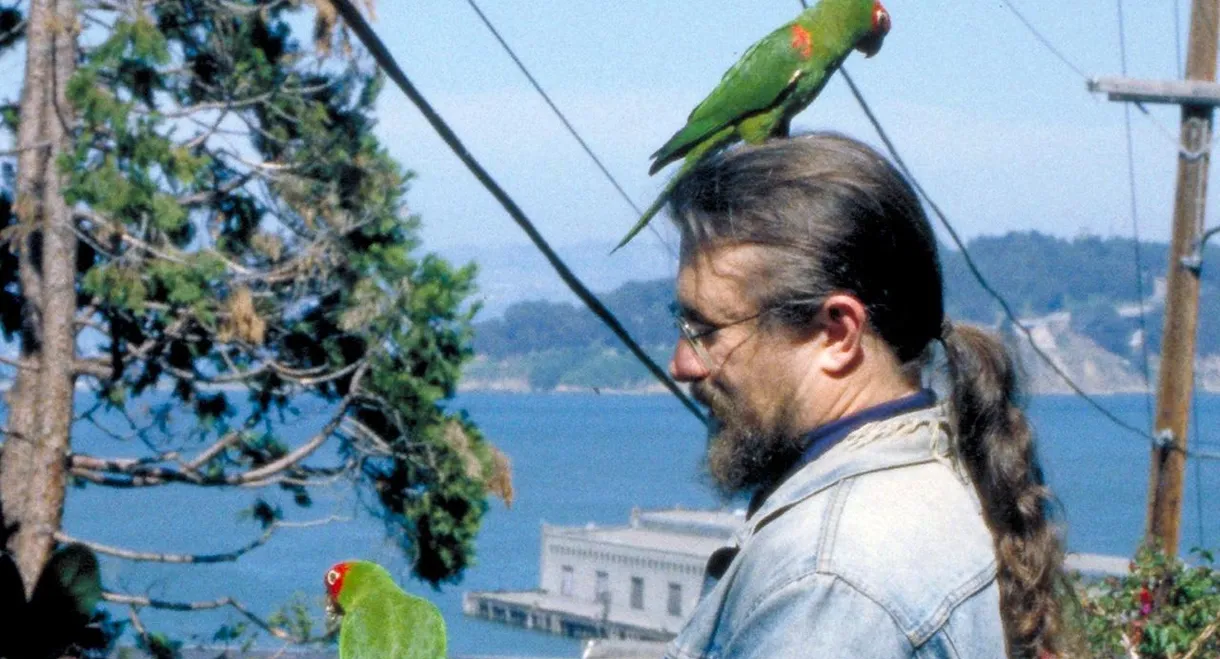 The Wild Parrots of Telegraph Hill