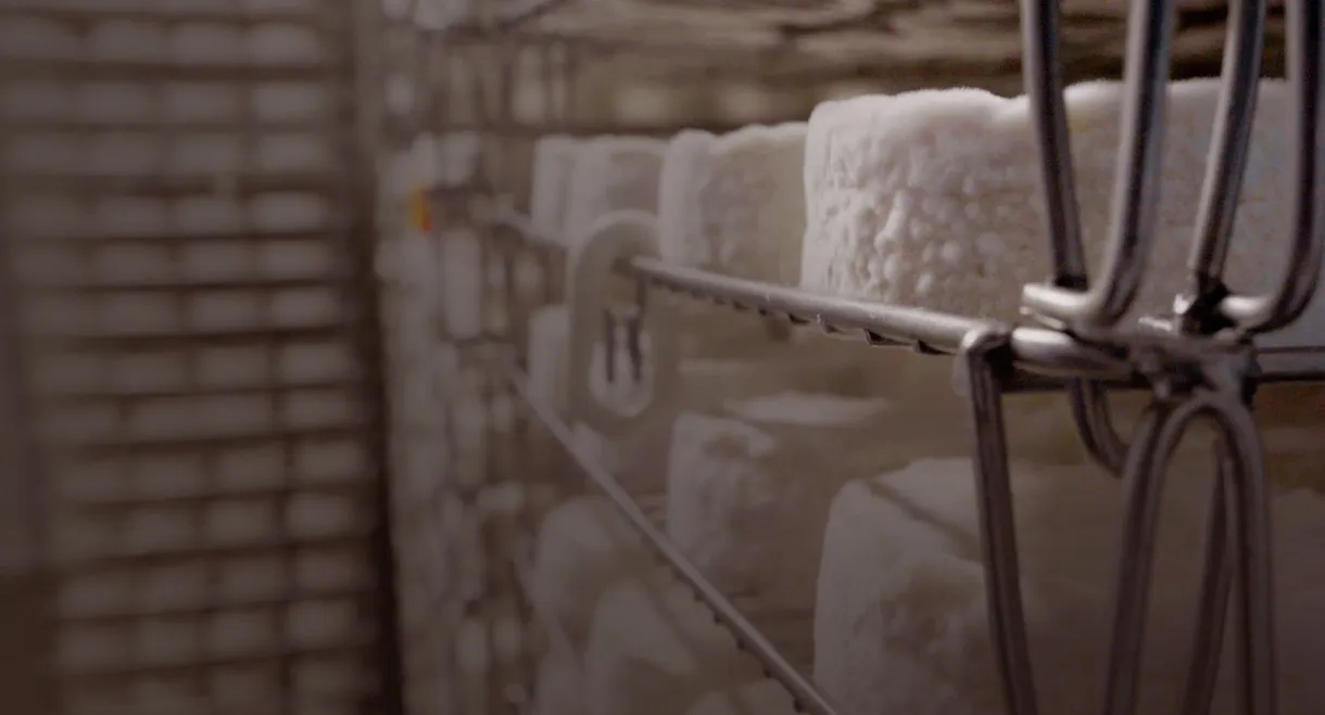 Le camembert nous ouvre sa boîte