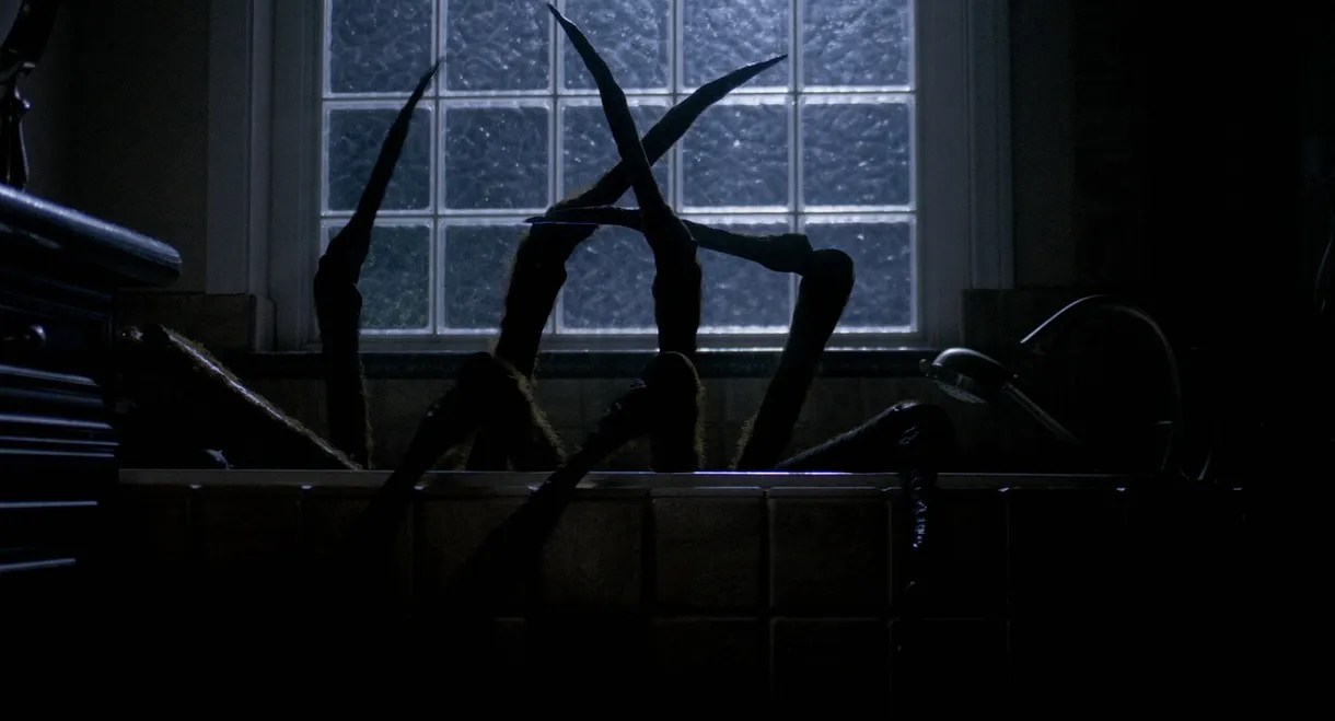Night Spider