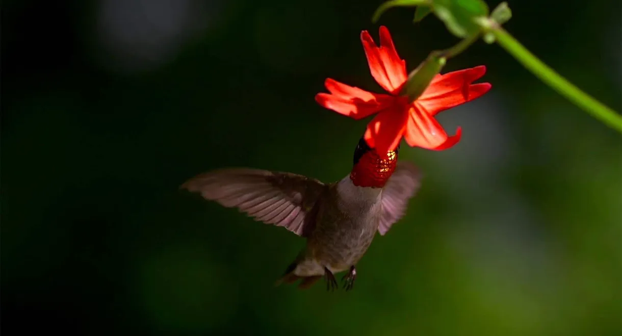 Migrations: Frequent Flyers