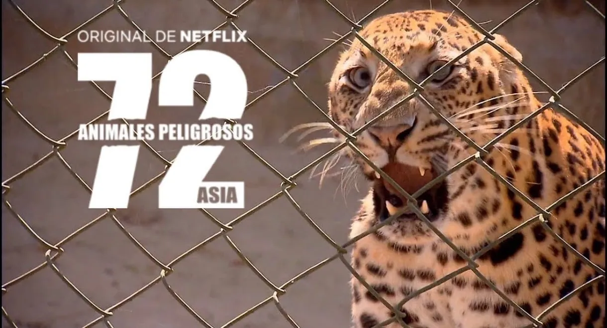 72 Dangerous Animals: Asia