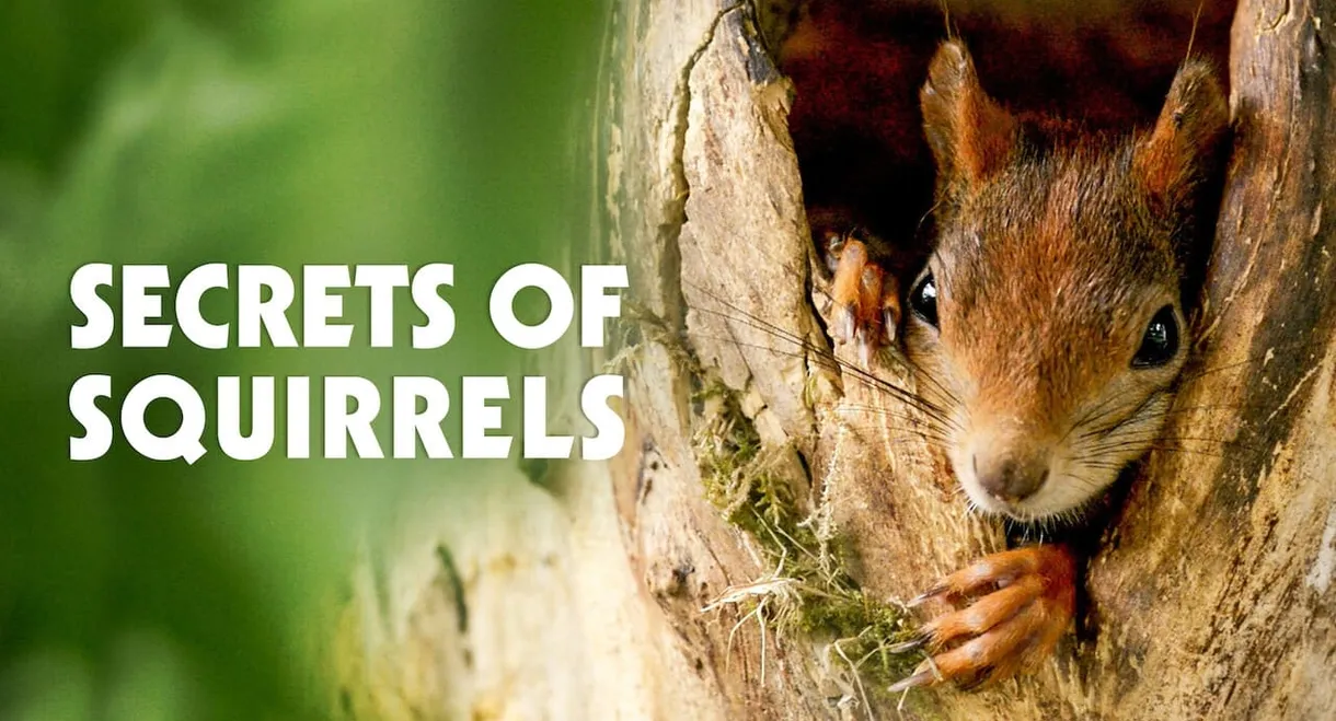 Secrets of Squirrels