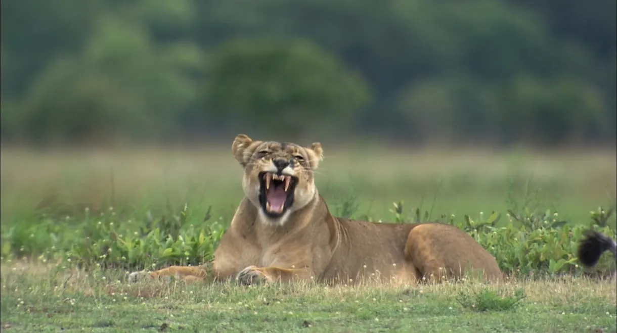 The Last Lioness: Birth of a Pride