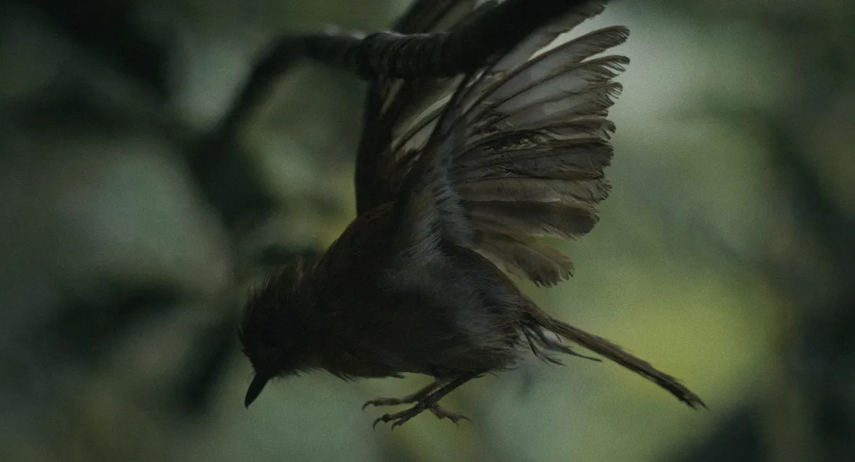 Broken Wings