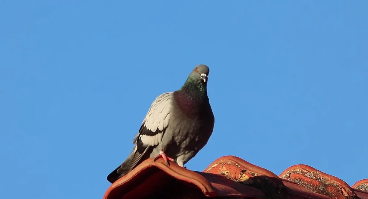 Pombo Doméstico: Herói ou Vilão?