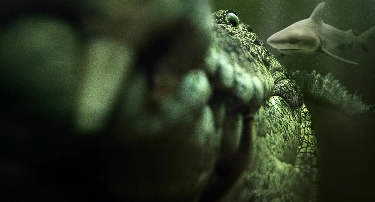 Shark vs. Giant Croc