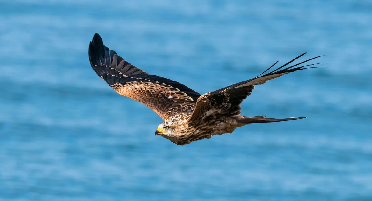 Zugvögel - Ein Jahr vergeht im Flug