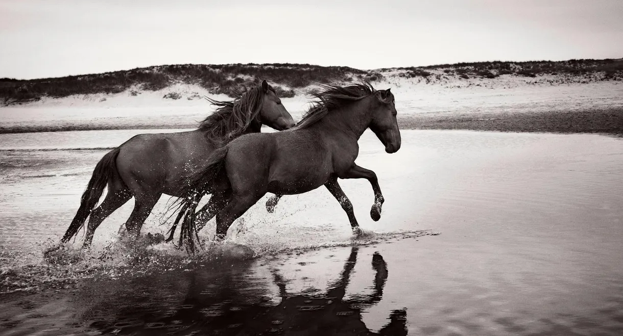 Stronghold of Resistance: Sable Island & Her Legendary Horses