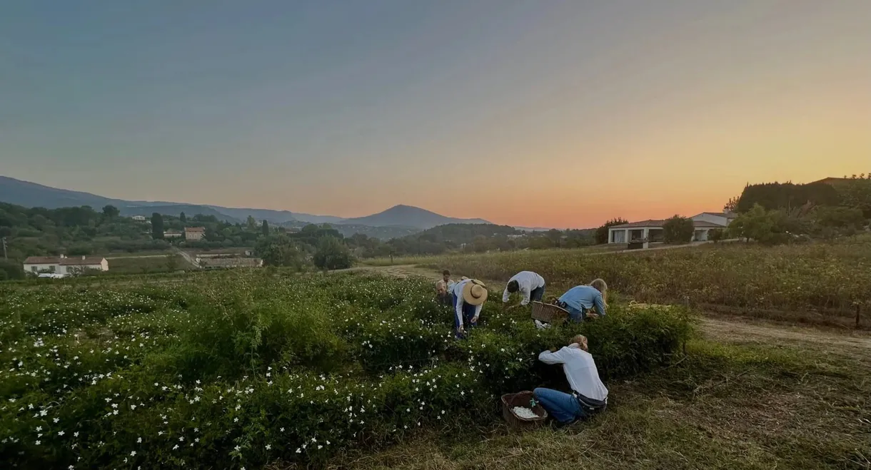 Fleurs à parfum, retour en Grasse