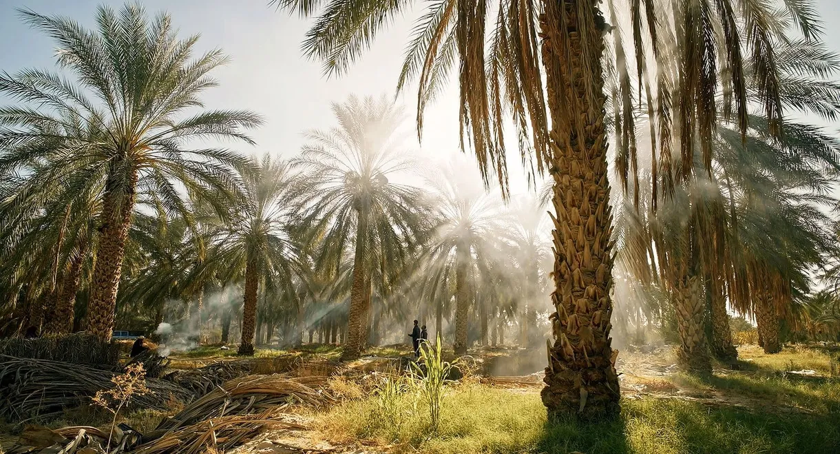 Tunisie : Une oasis dans un grain de sable