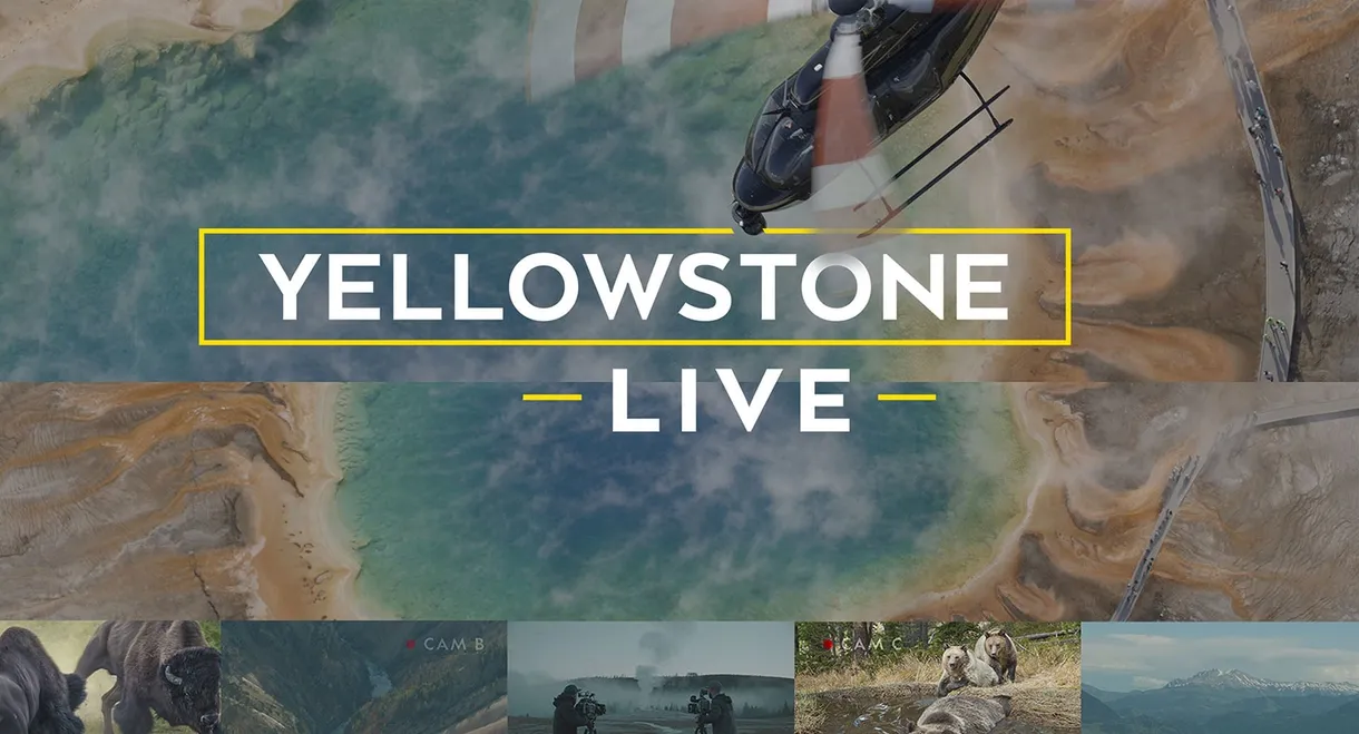 Yellowstone Live