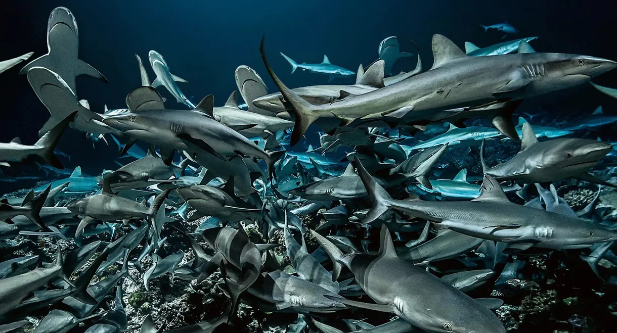 Cinquante nuances de requins