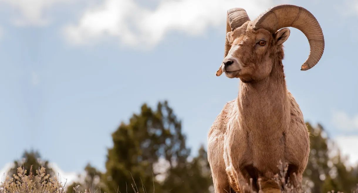 America's Greatest Animals