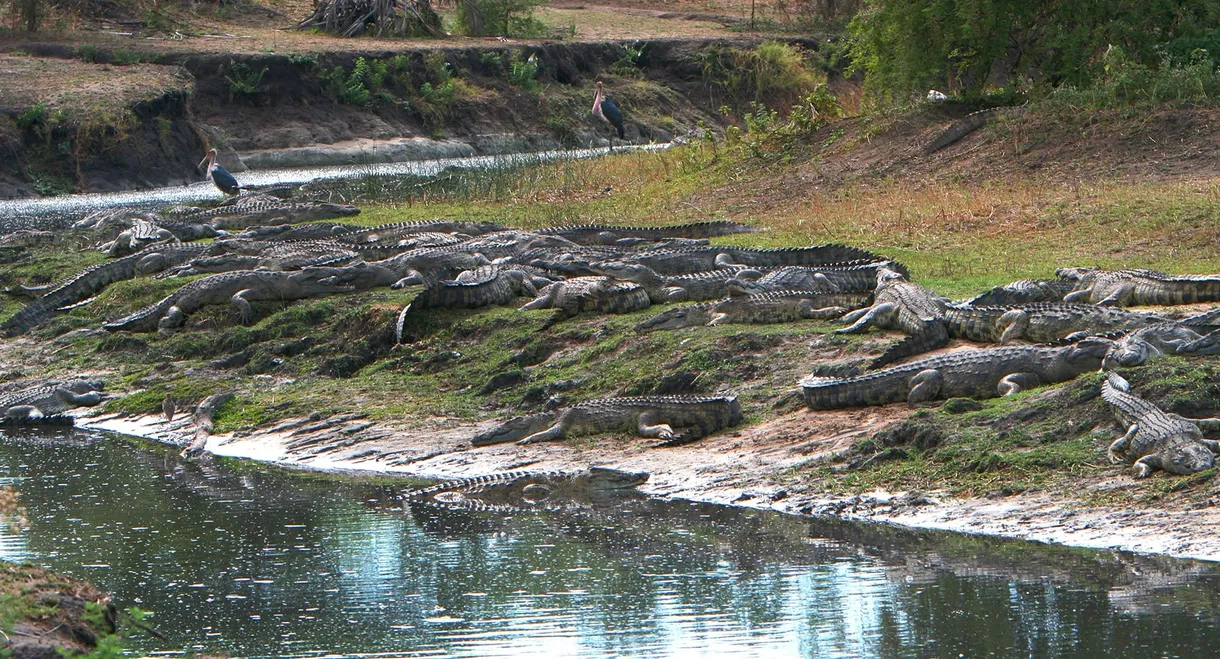 Crocs of Katuma