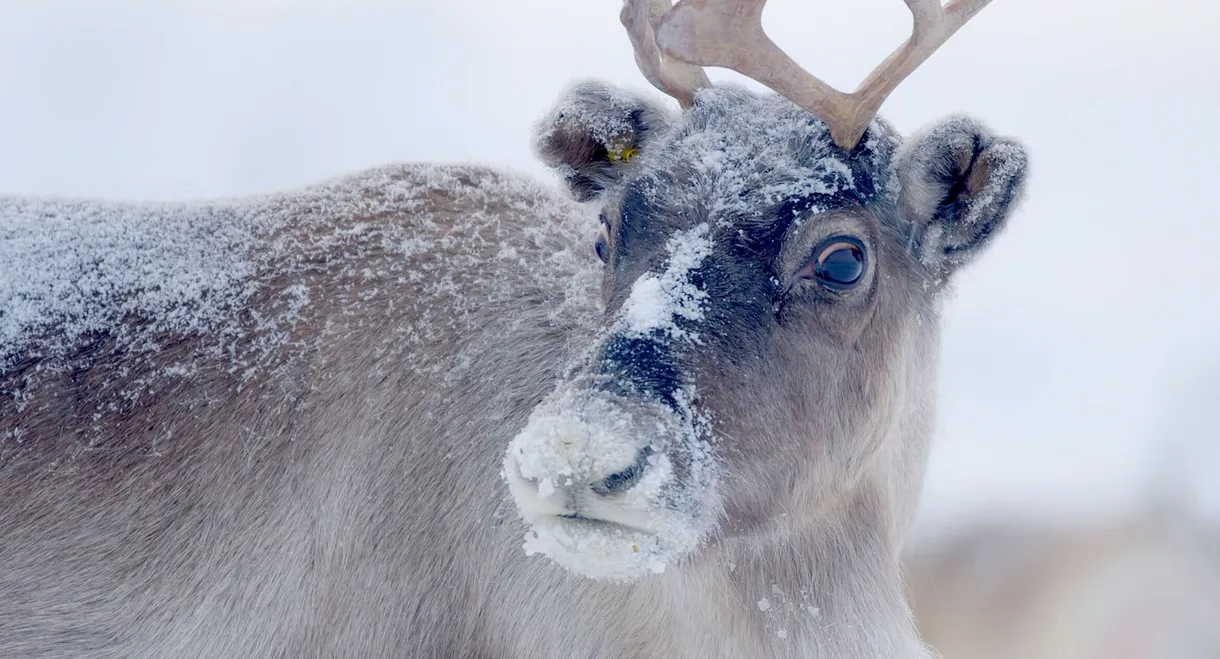 Santa's Wild Home