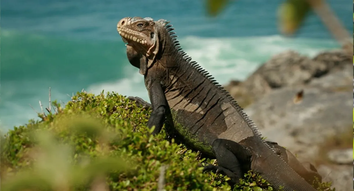 Caraïbes sauvages, les rivages de la diversité