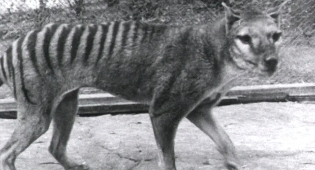Thylacine Footage