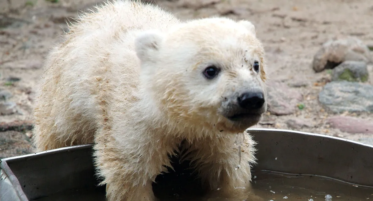 Knut - Aus der Kinderstube eines Eisbären