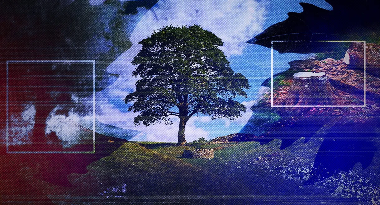 The Sycamore Gap: From Roots to Ruin