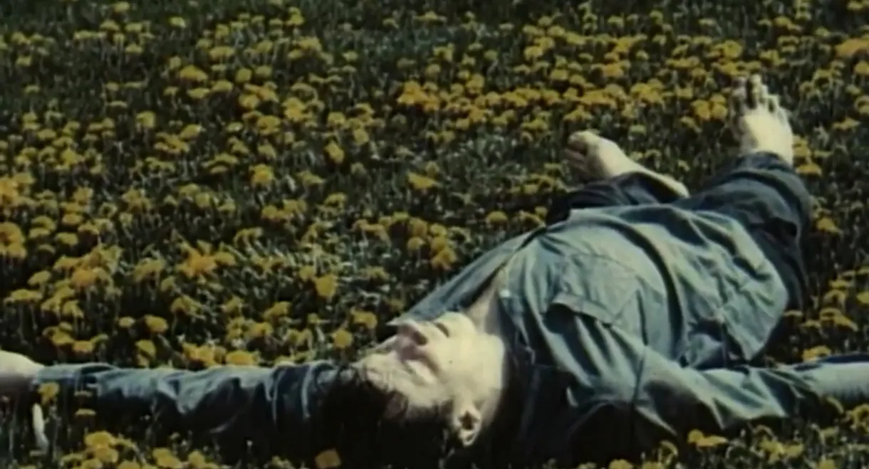Dandelions' Bloom