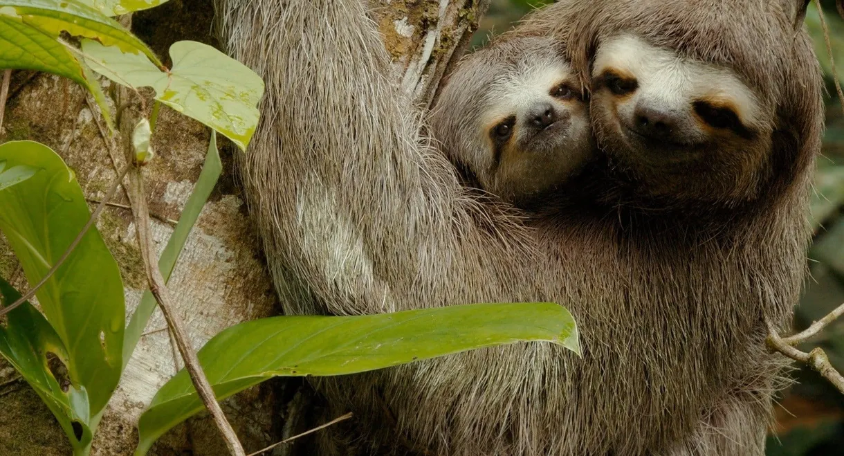 Colombia - Wild and Free