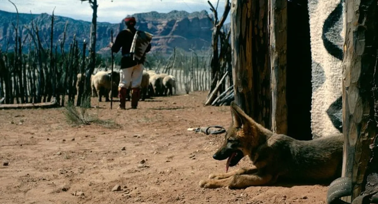 Concho, the Coyote Who Wasn't