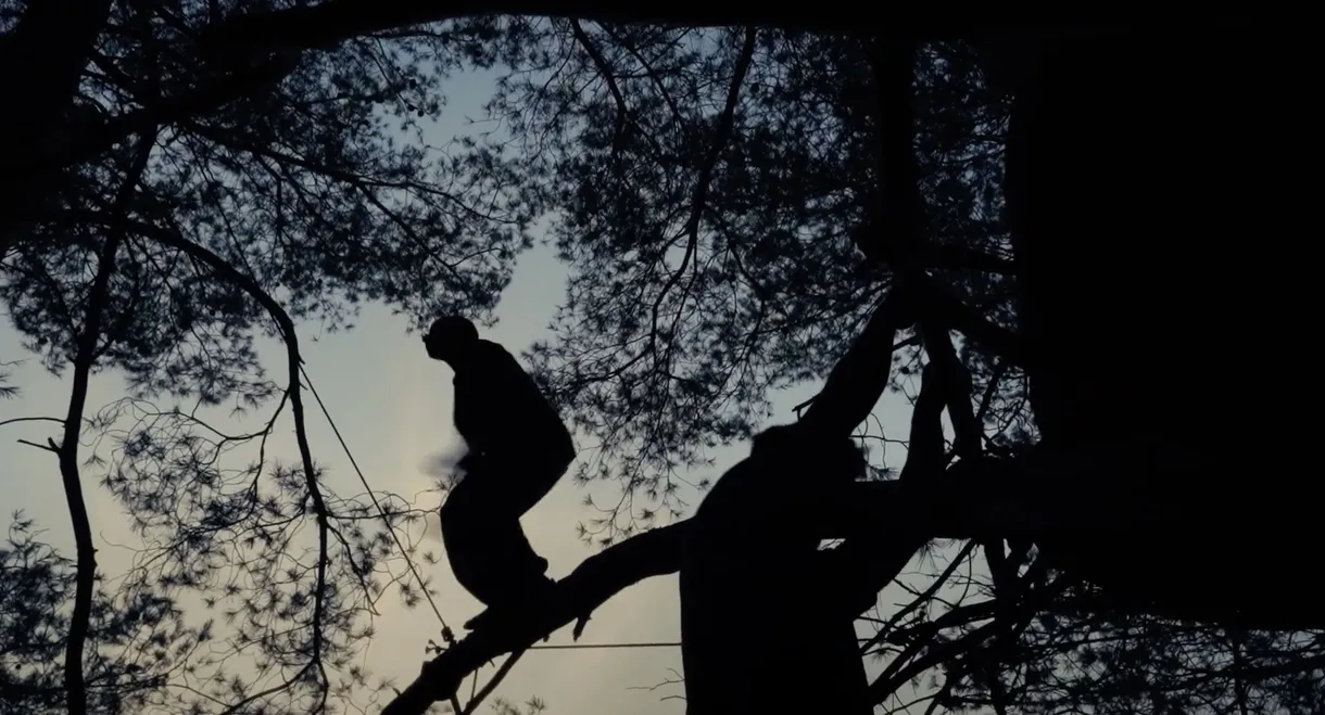 Traceurs des arbres