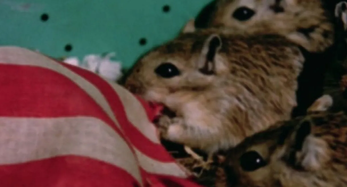 Rat Life and Diet in North America