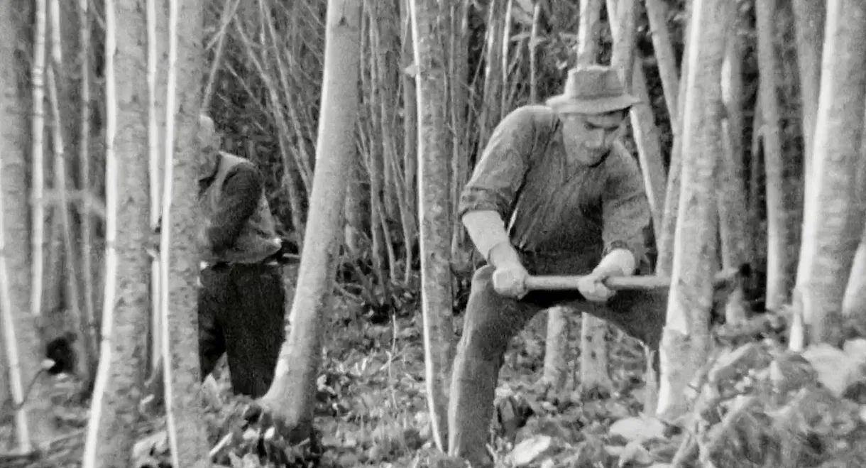 The Felling of the Forest