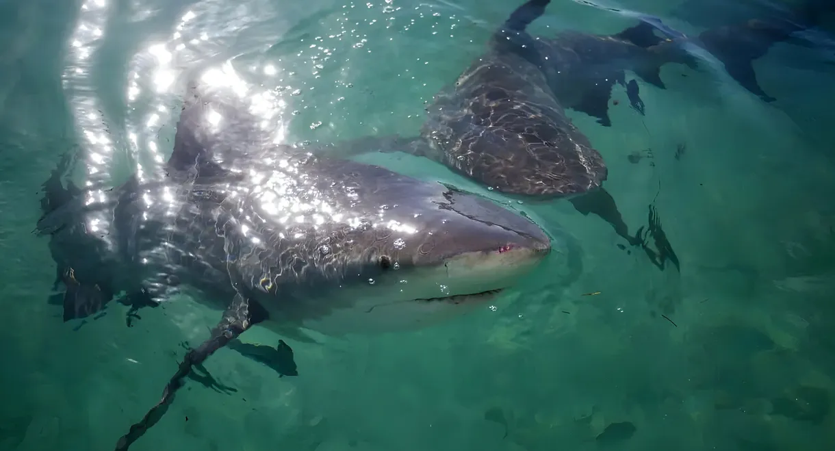 Jungle Shark