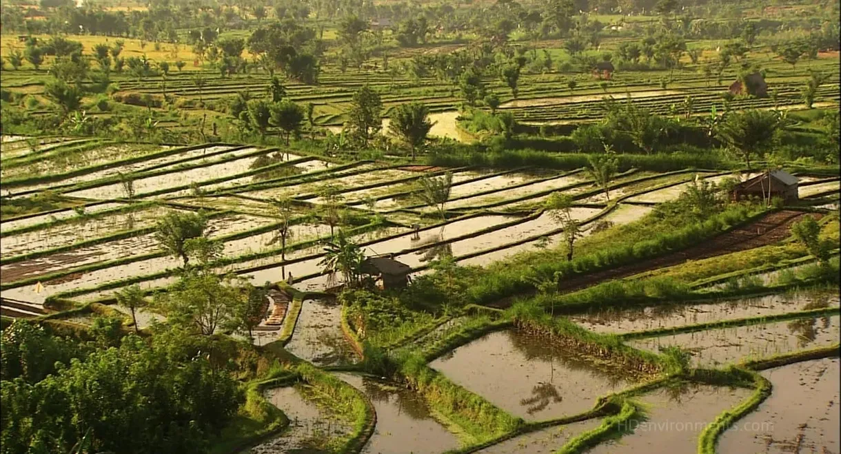 Living Landscapes: Bali