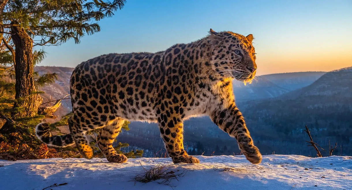 Frozen Planet II