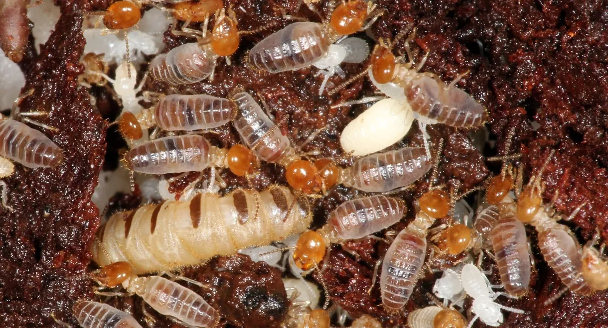 The World According to Termites
