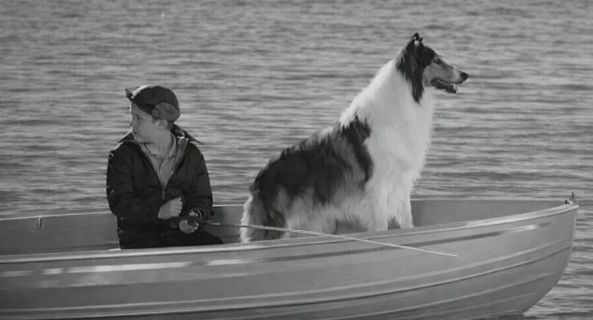 Lassie: Disappearance
