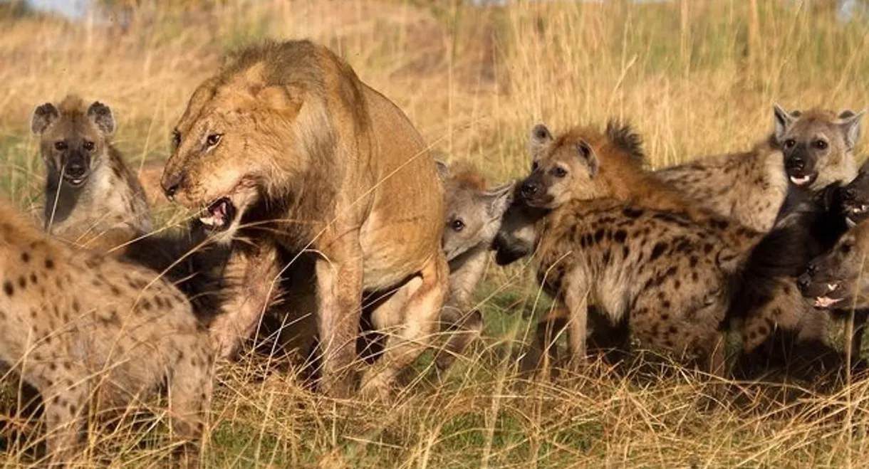 Eternal Enemies: Lions and Hyenas