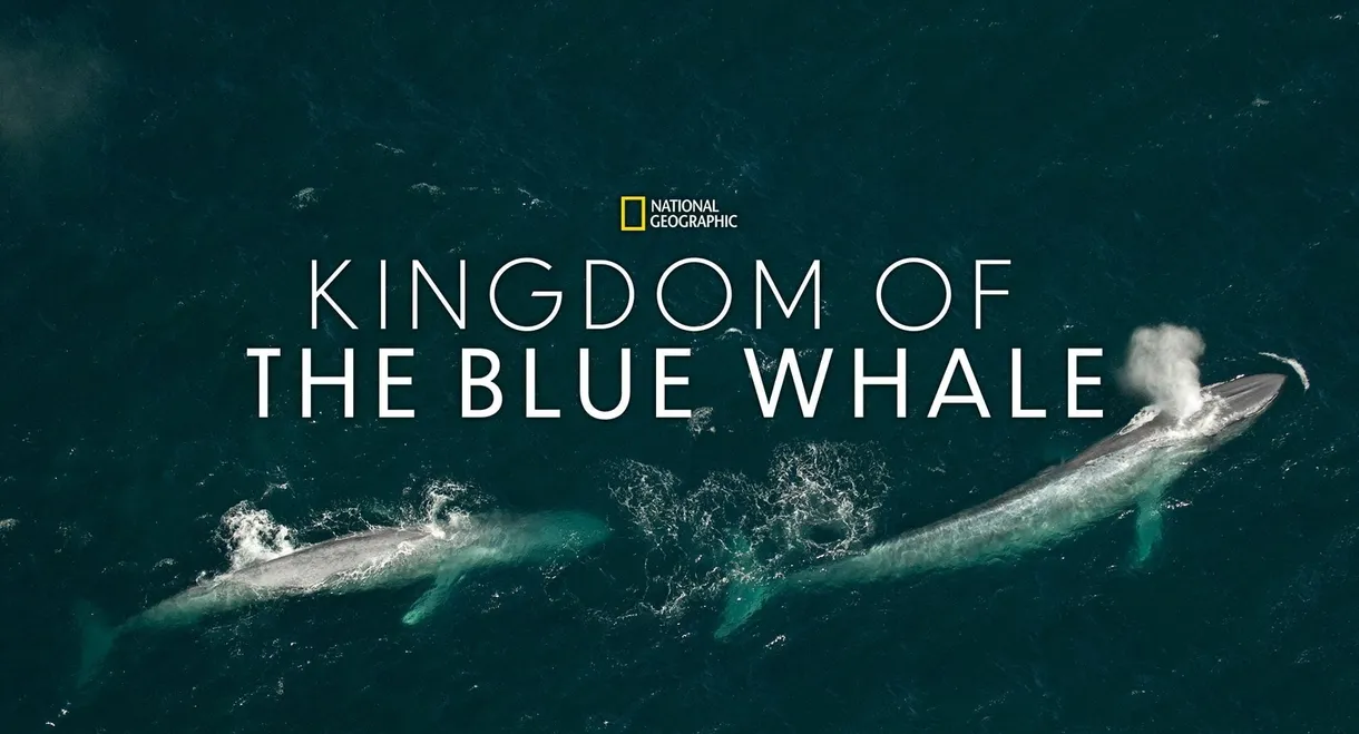 Kingdom of the Blue Whale