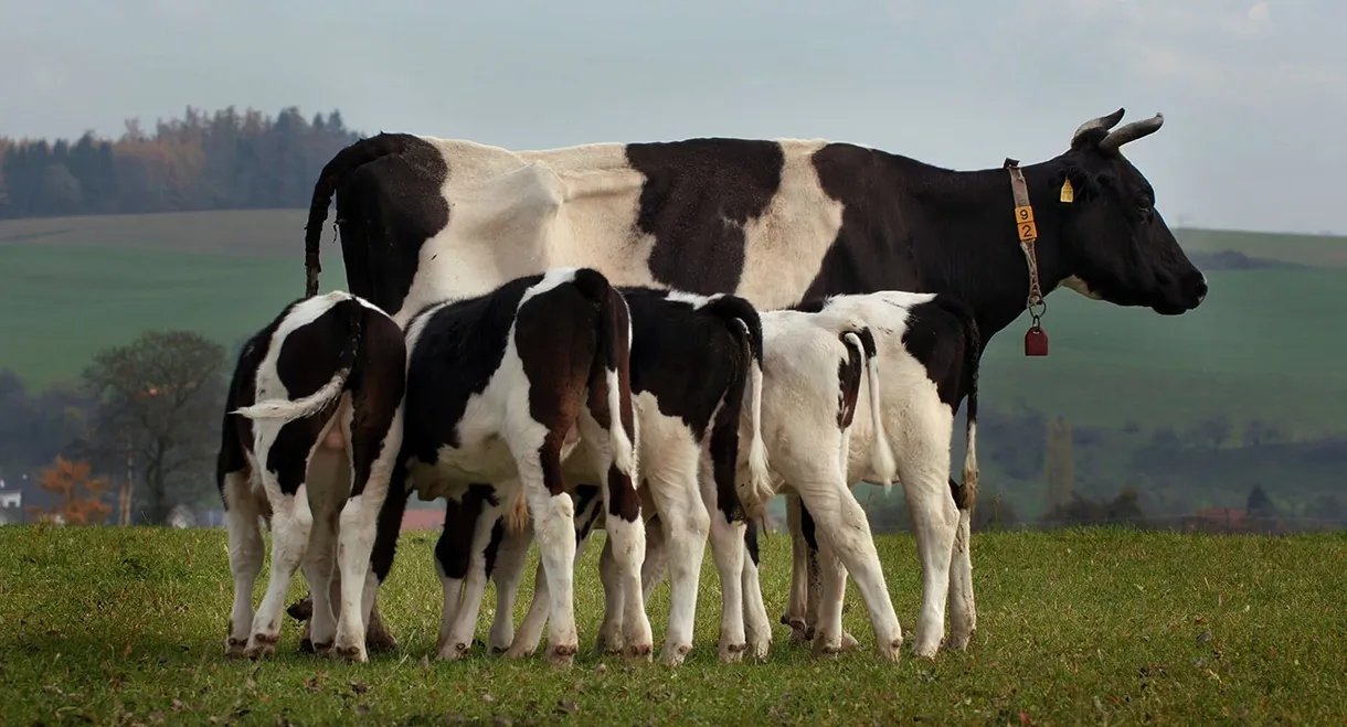 The Secret Life of Cows