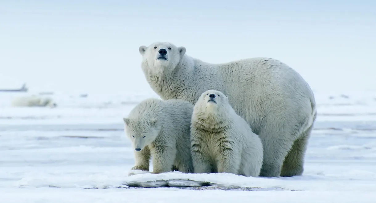 The Arctic: Our Last Great Wilderness