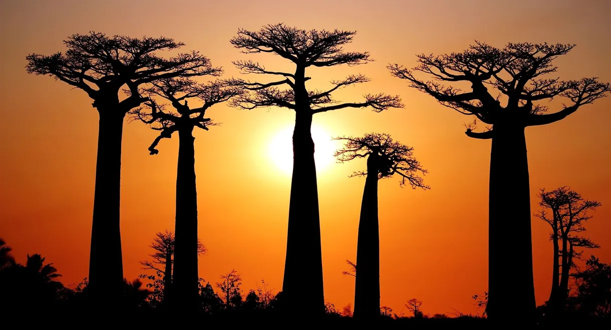 Baobabs between Land and Sea