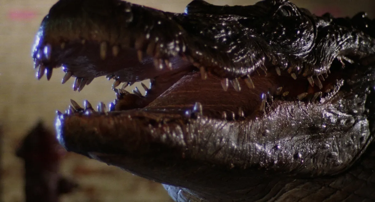 Alligator
