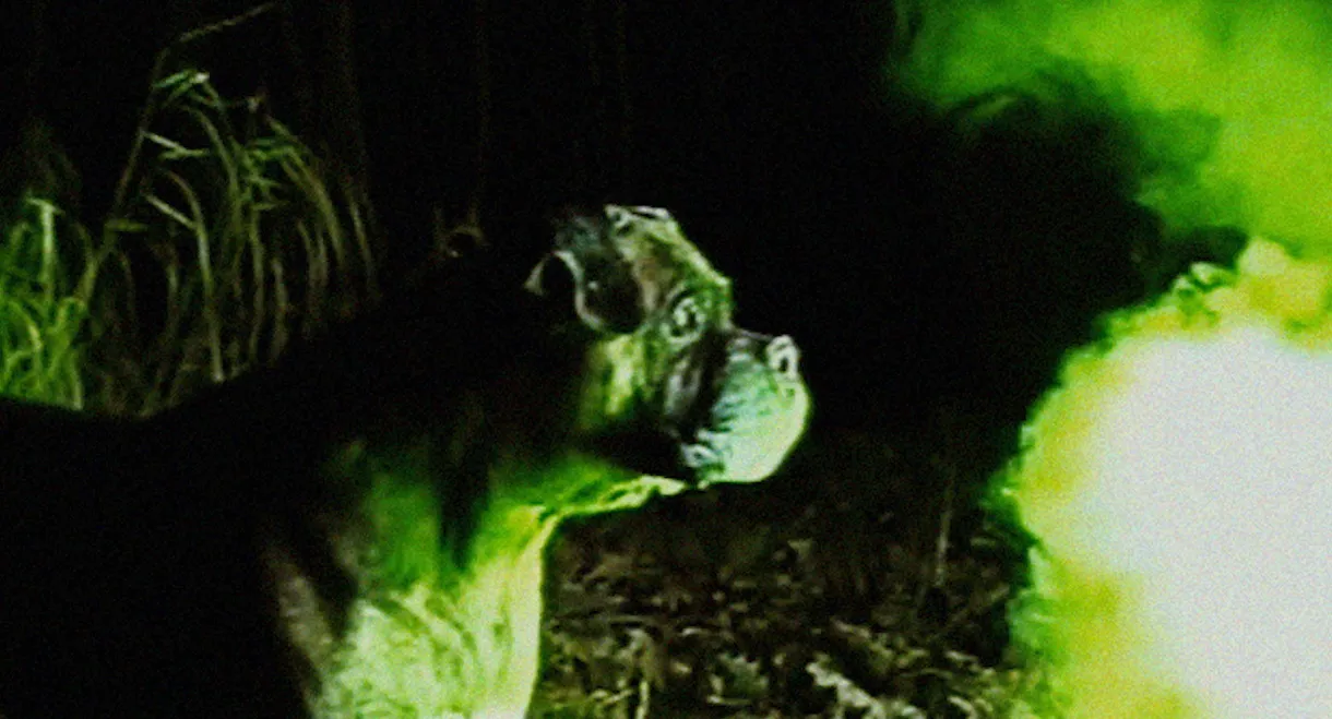 Bonkey: The Mutated