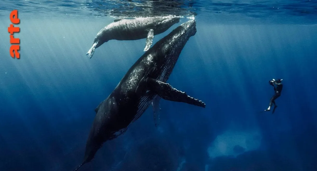 Quand baleines et tortues nous montrent le chemin