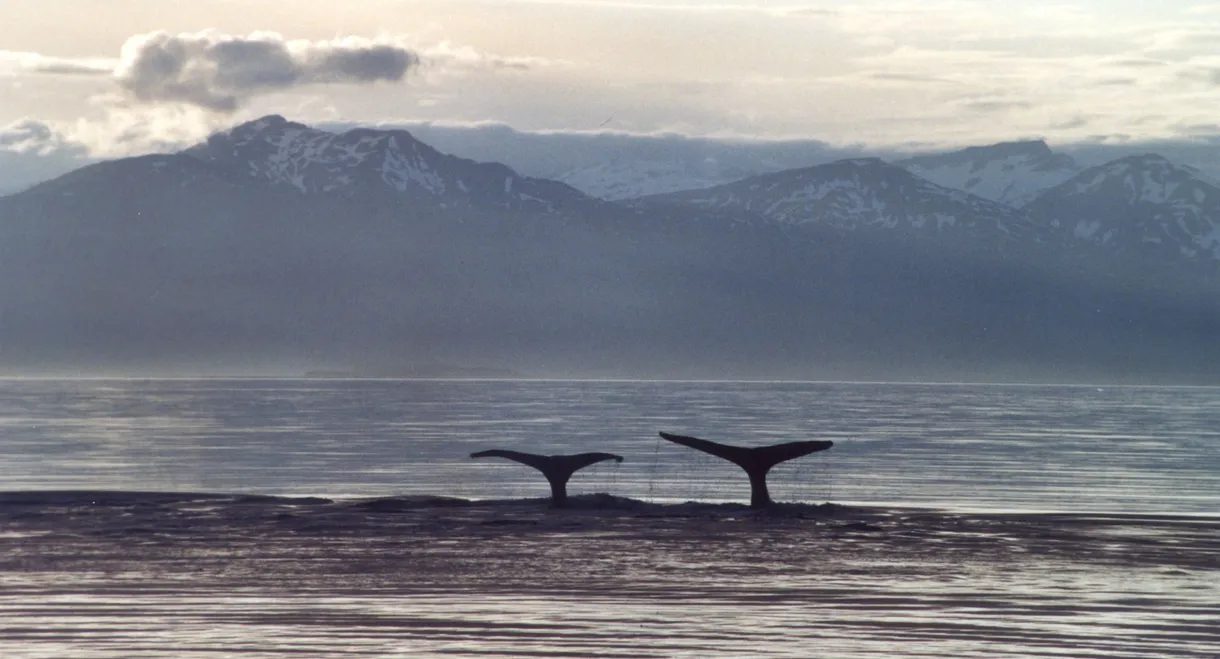 A Life Among Whales