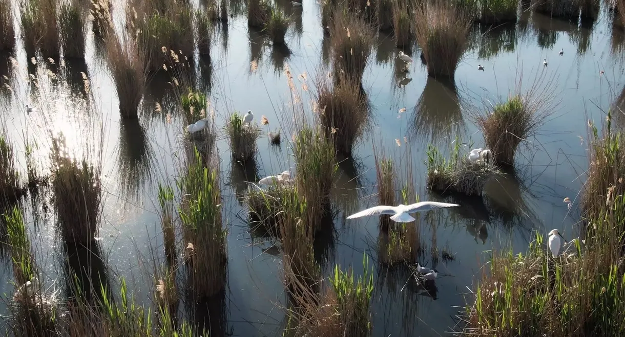 Past and Present - Our Waters are in the Hands of Man