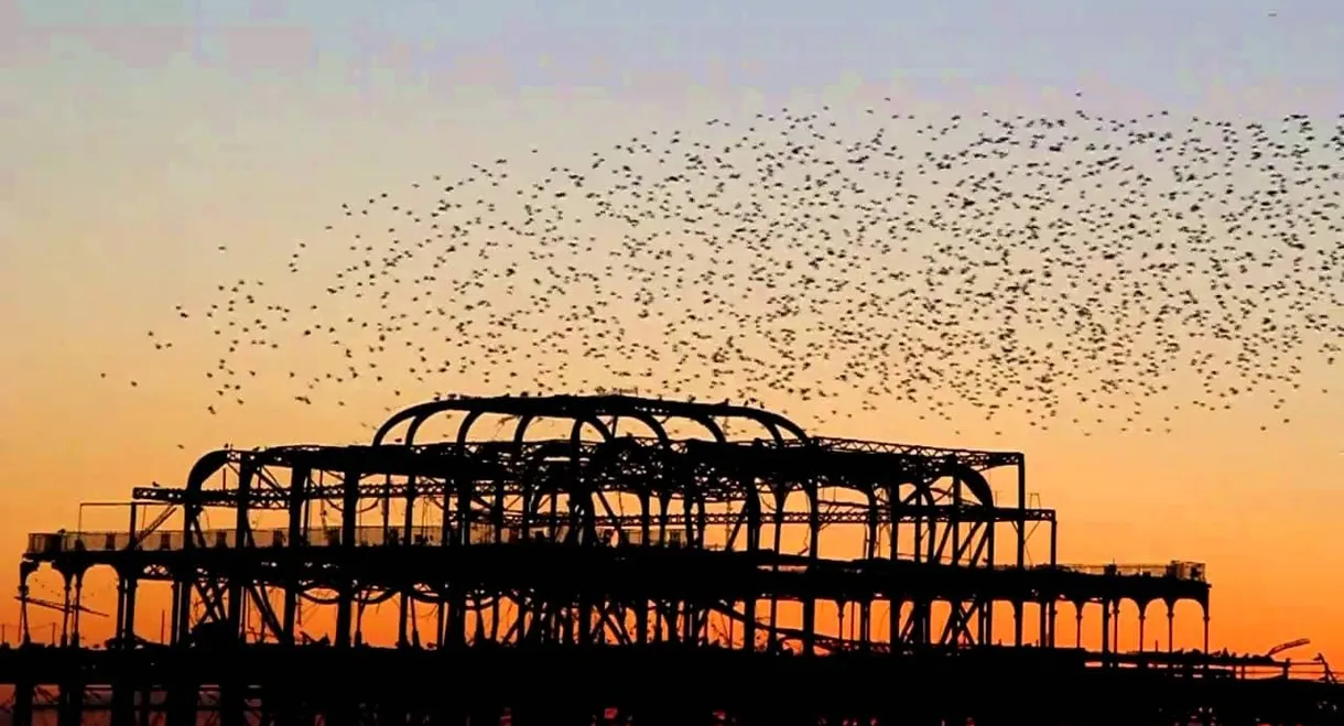 Swarm: Nature's Incredible Invasions