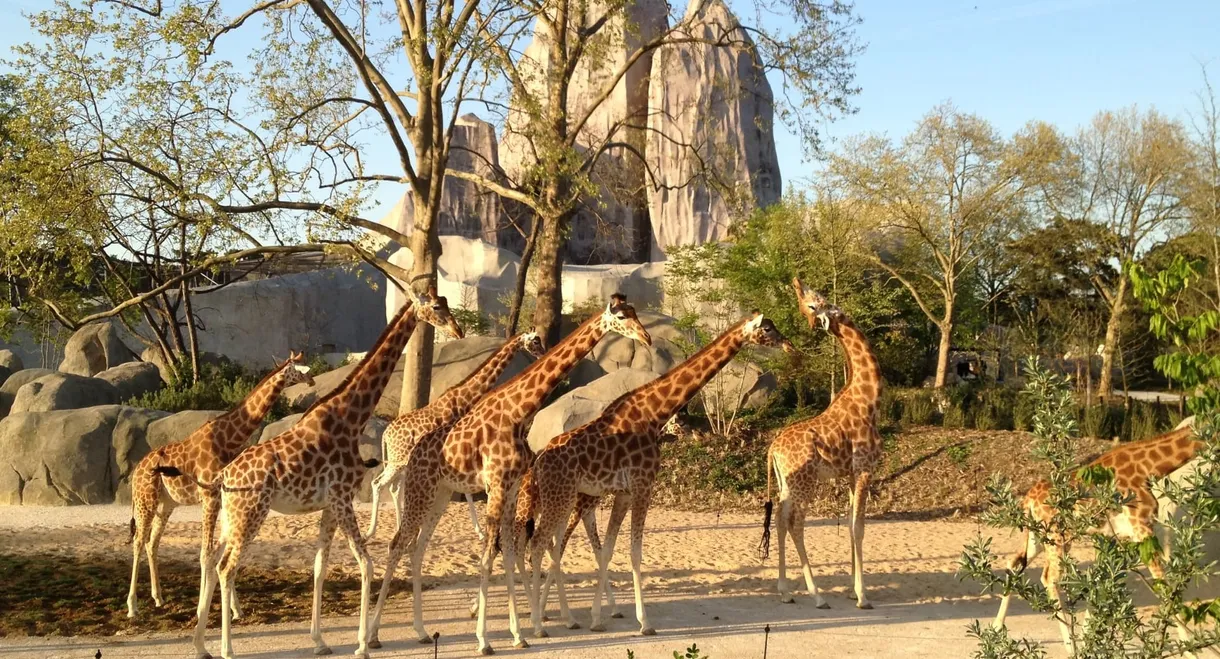 Paris Zoo: An Insider's View