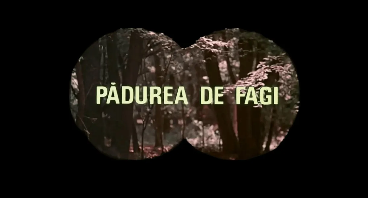 The Beech Forest