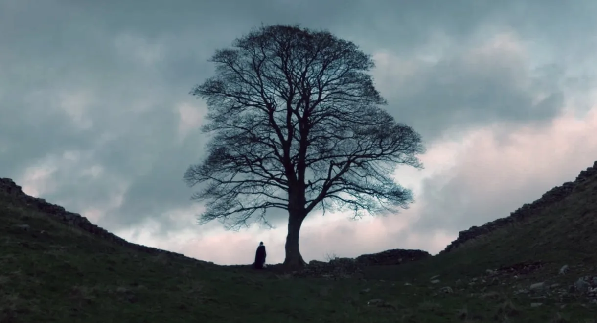 The Sycamore Gap