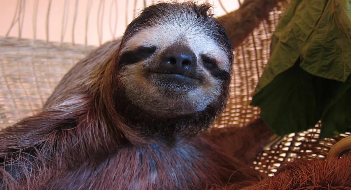 Meet the Sloths