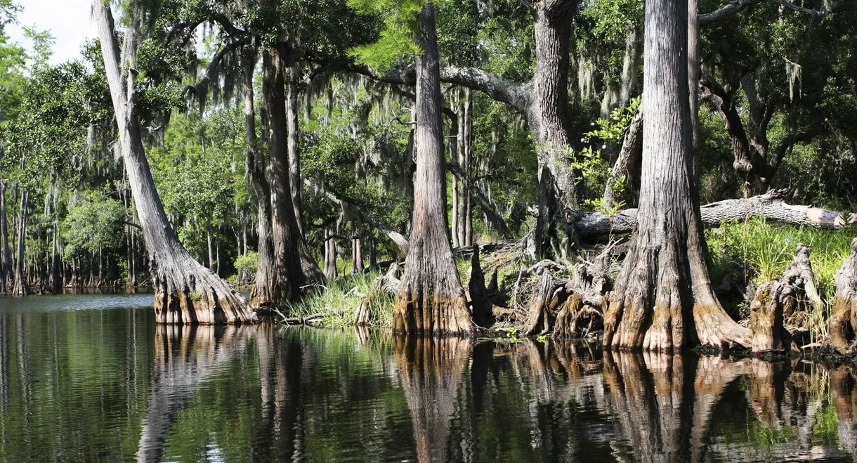 Skunk Ape Unit Escape from Nack Ba